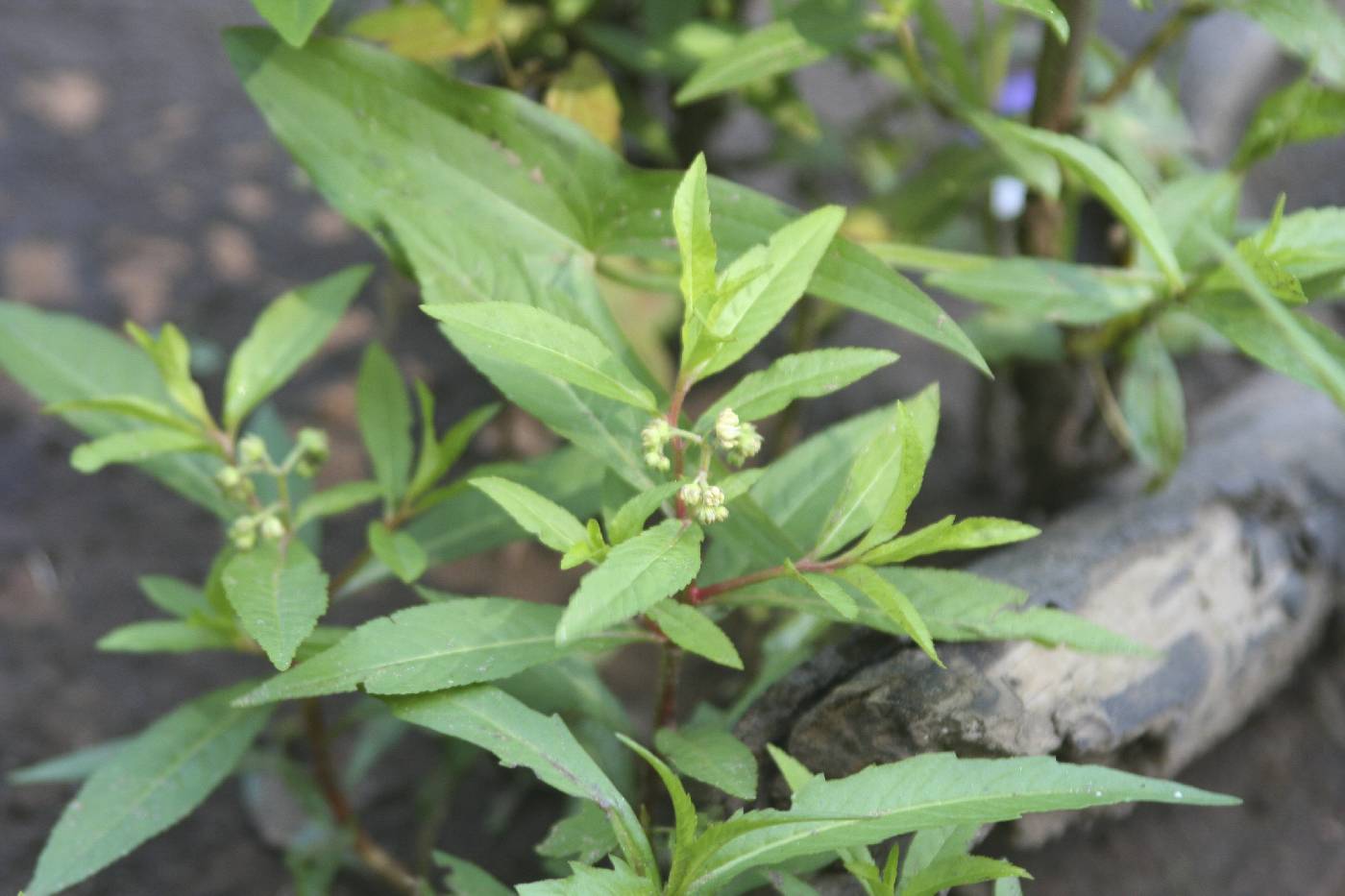 Penthorum sedoides image