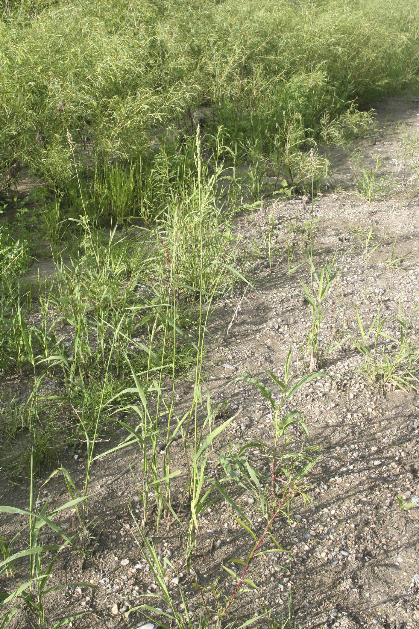 Phalaris arundinacea image