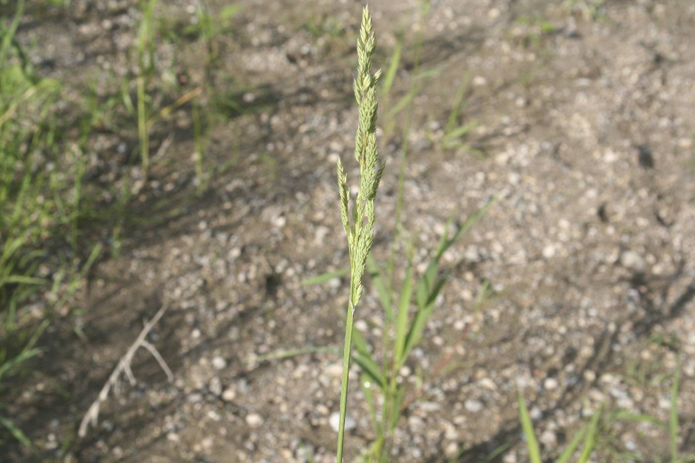 Phalaris arundinacea image