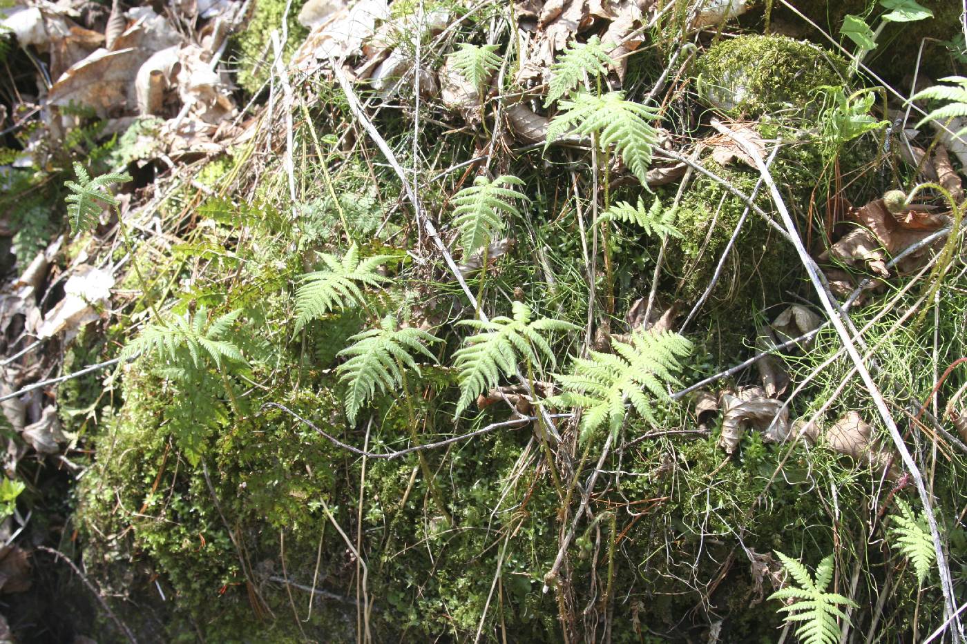 Phegopteris connectilis image
