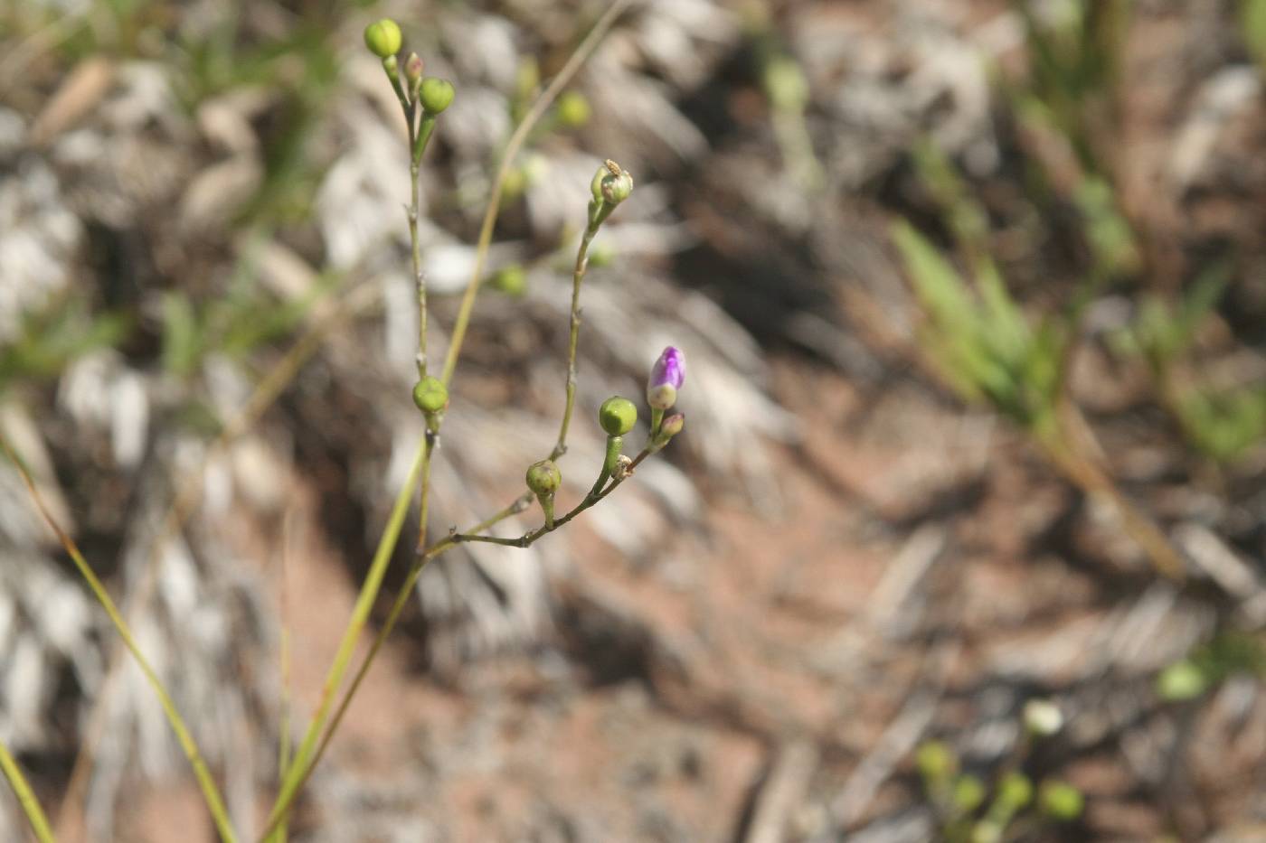 Phemeranthus rugospermus image