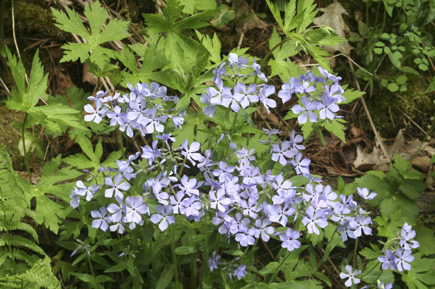 Phlox divaricata image