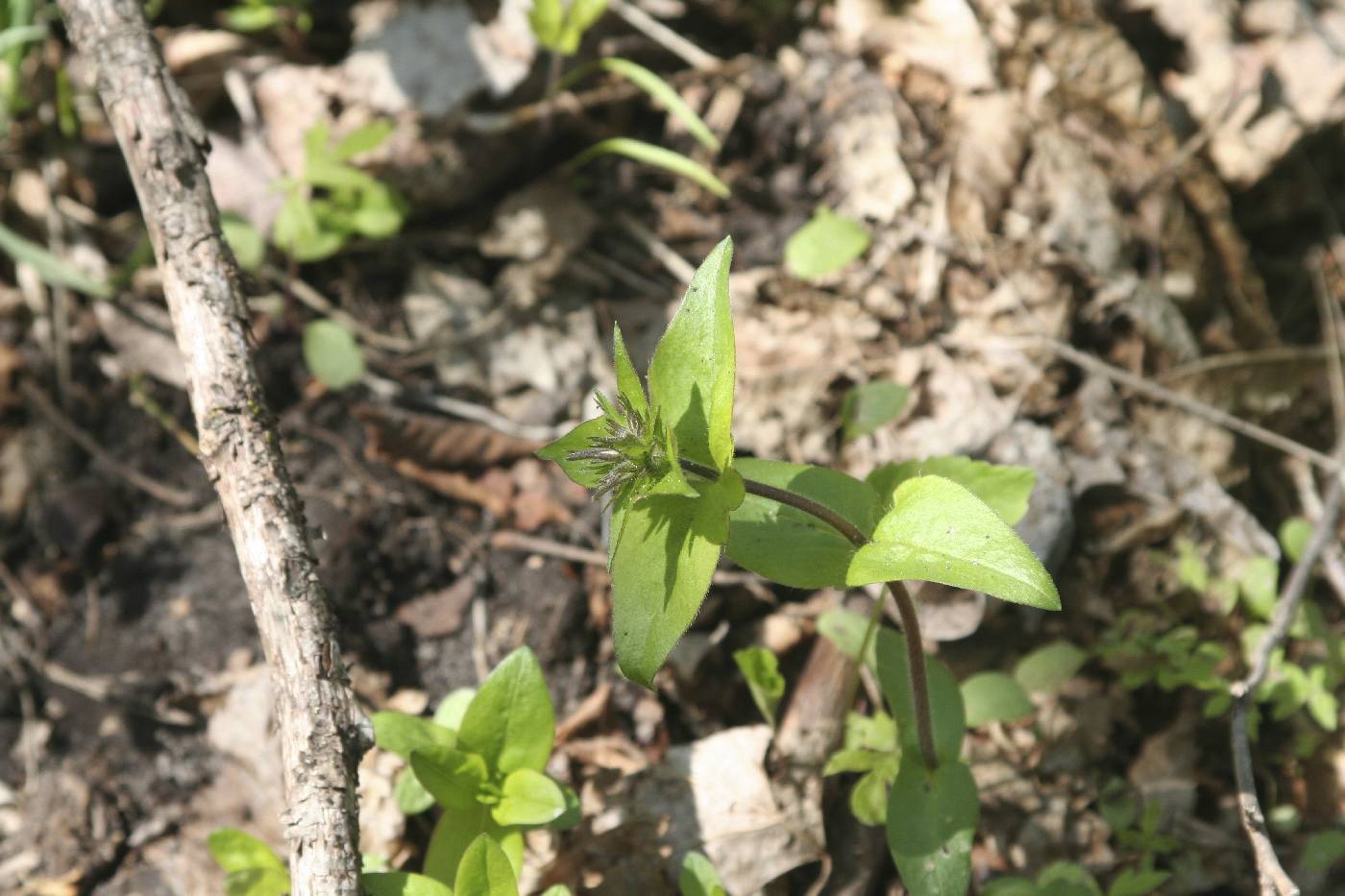 Phlox divaricata image