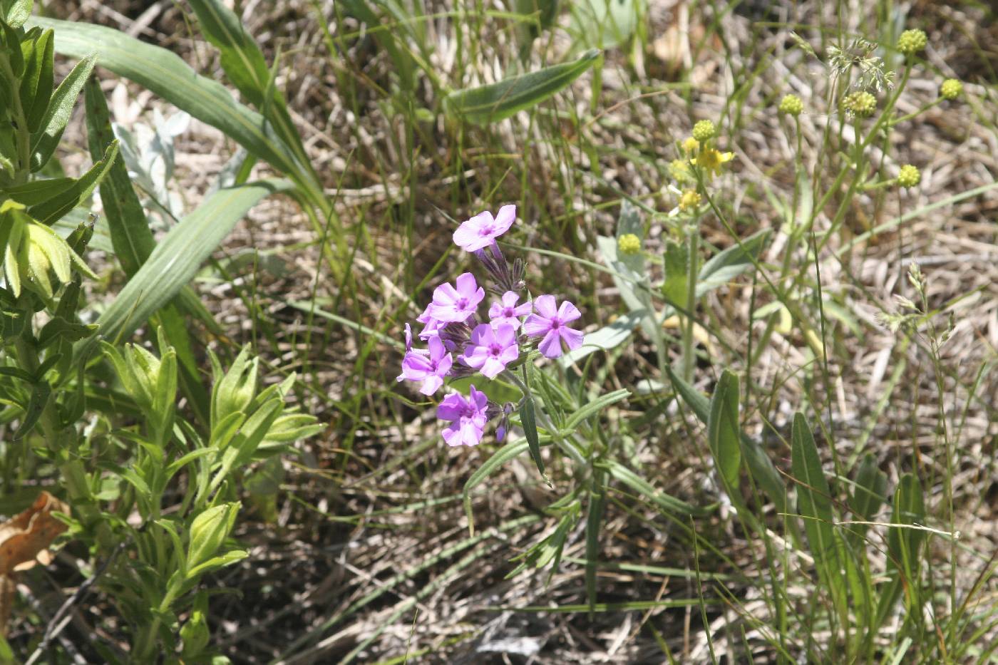 Phlox pilosa image