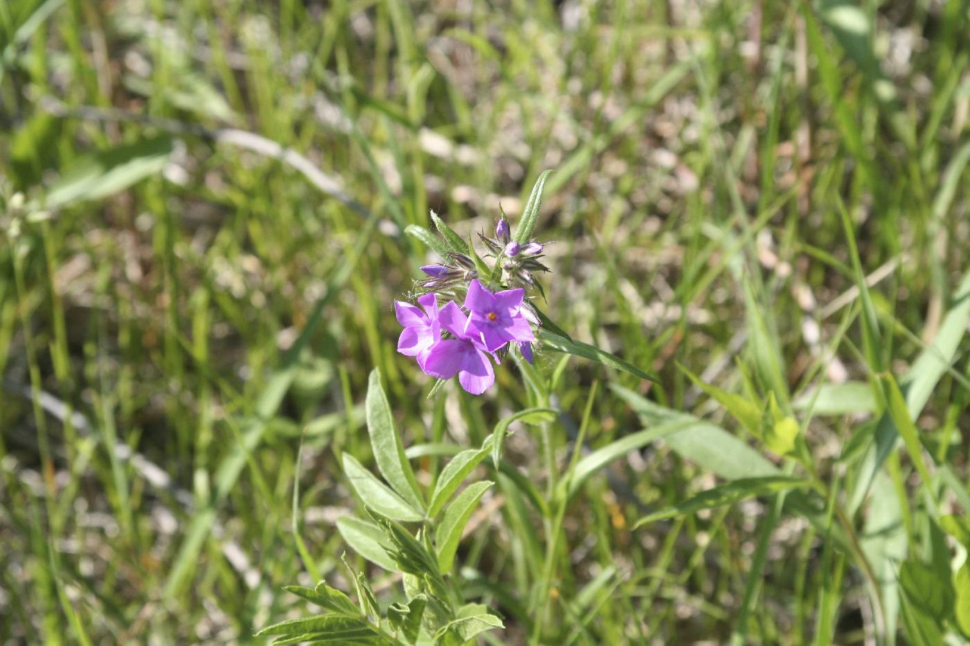 Phlox pilosa image