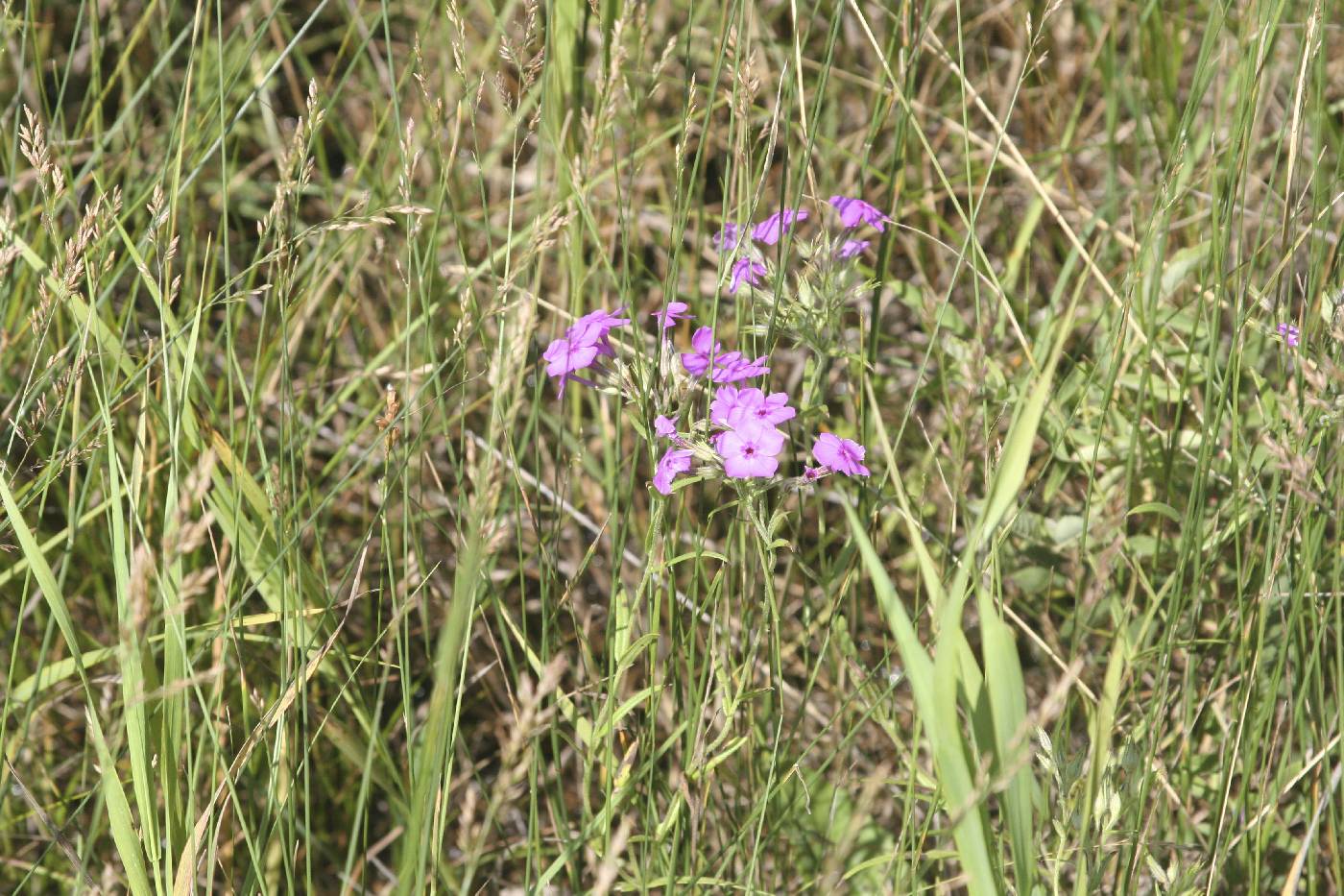 Phlox pilosa image