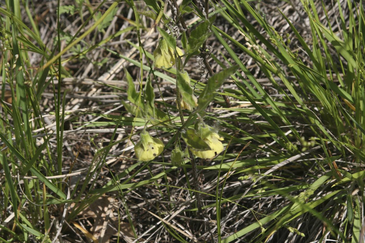 Physalis virginiana image