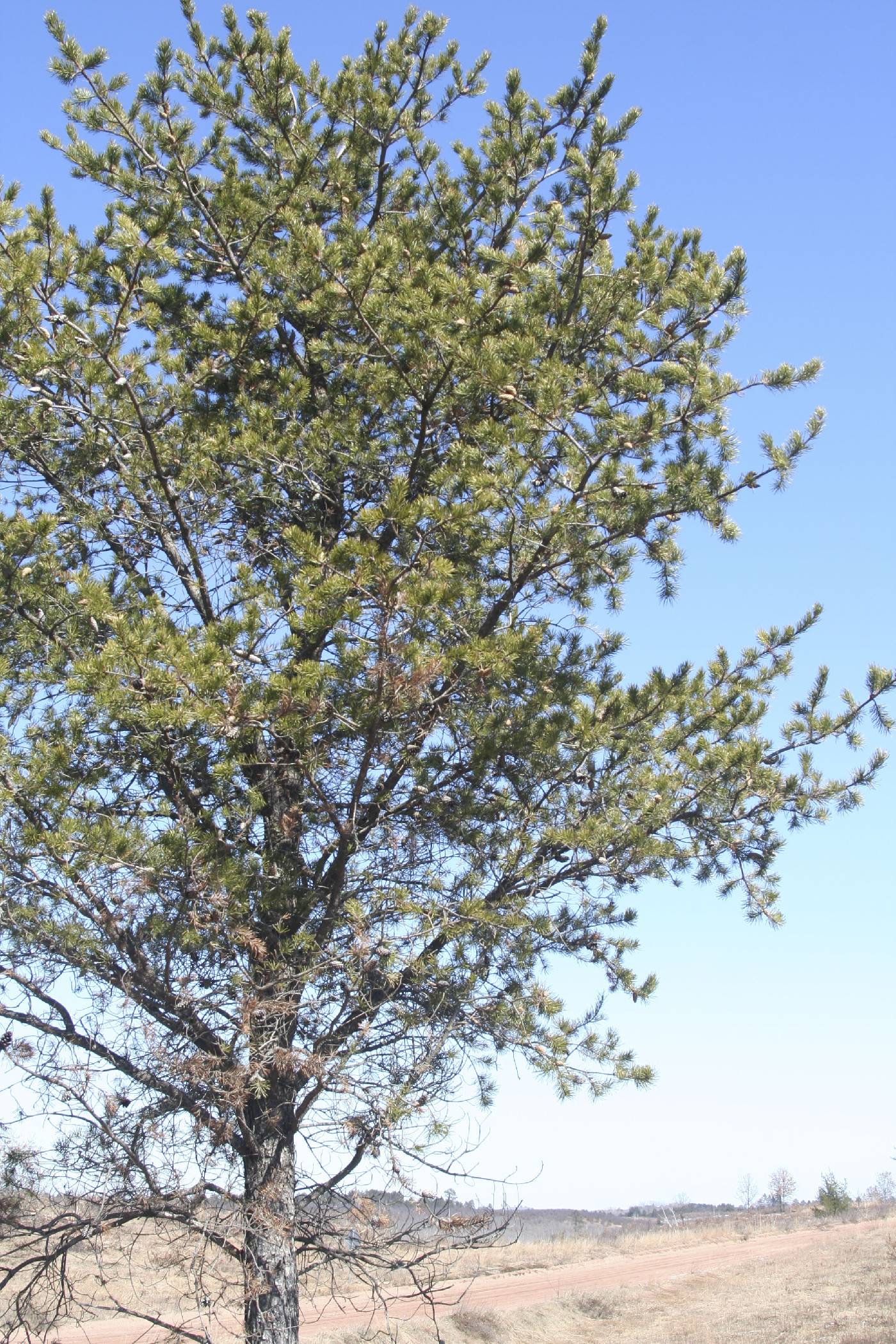 Pinus banksiana image