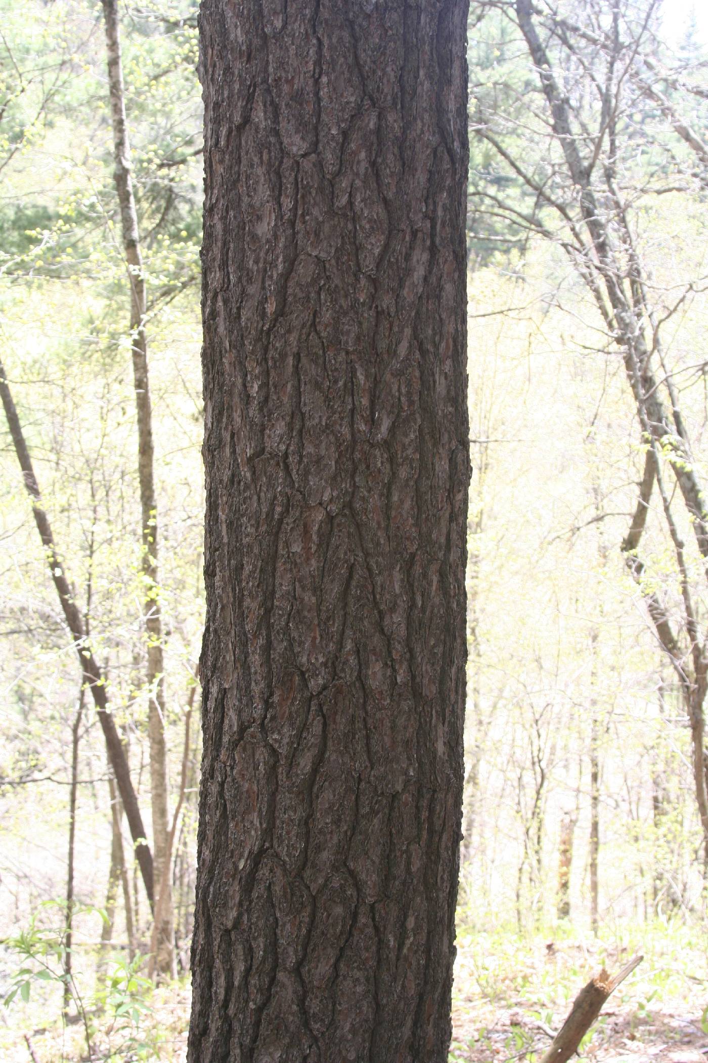 Pinus strobus image