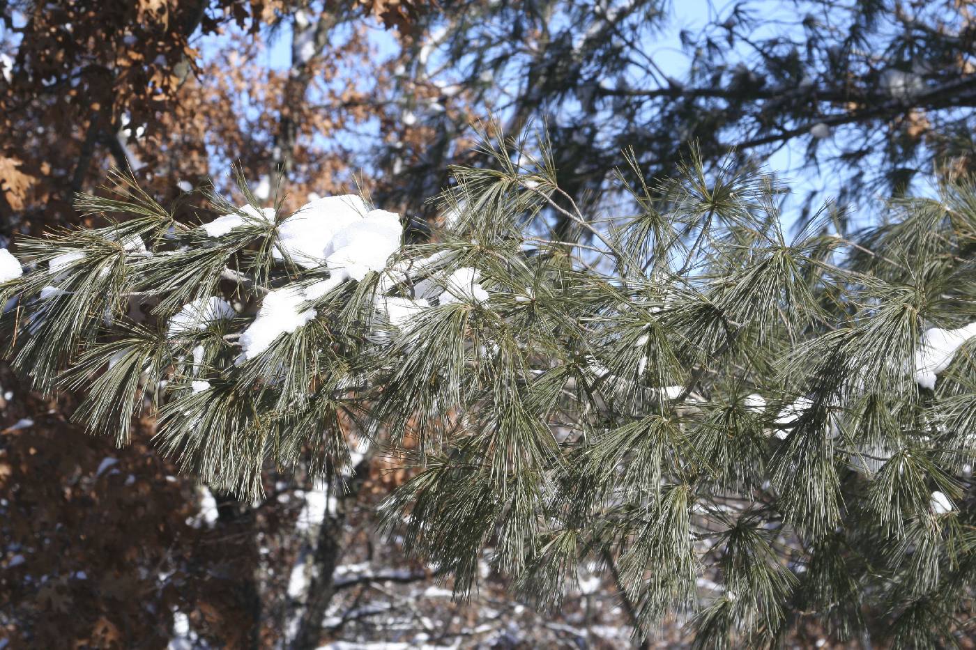 Pinus strobus image