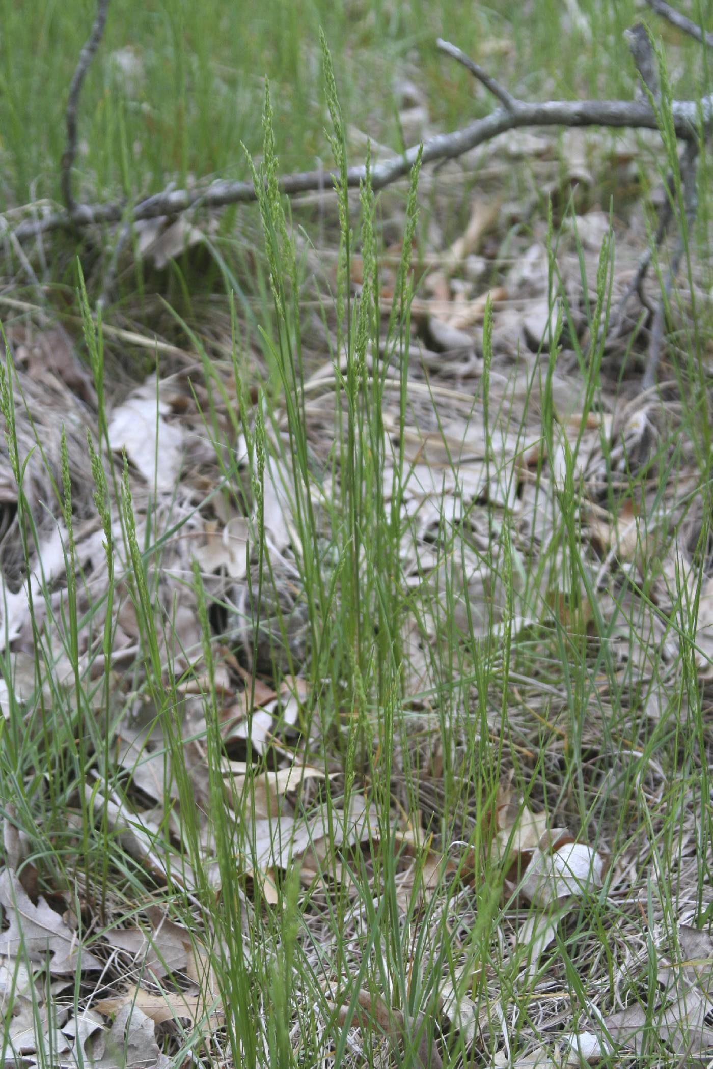 Poa pratensis image