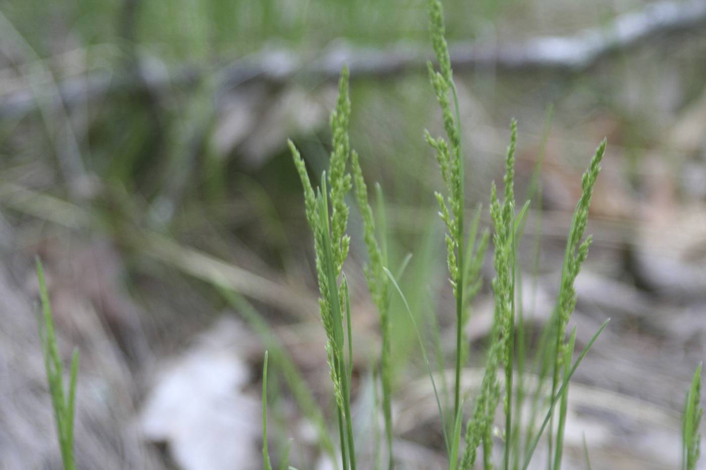 Poa pratensis image