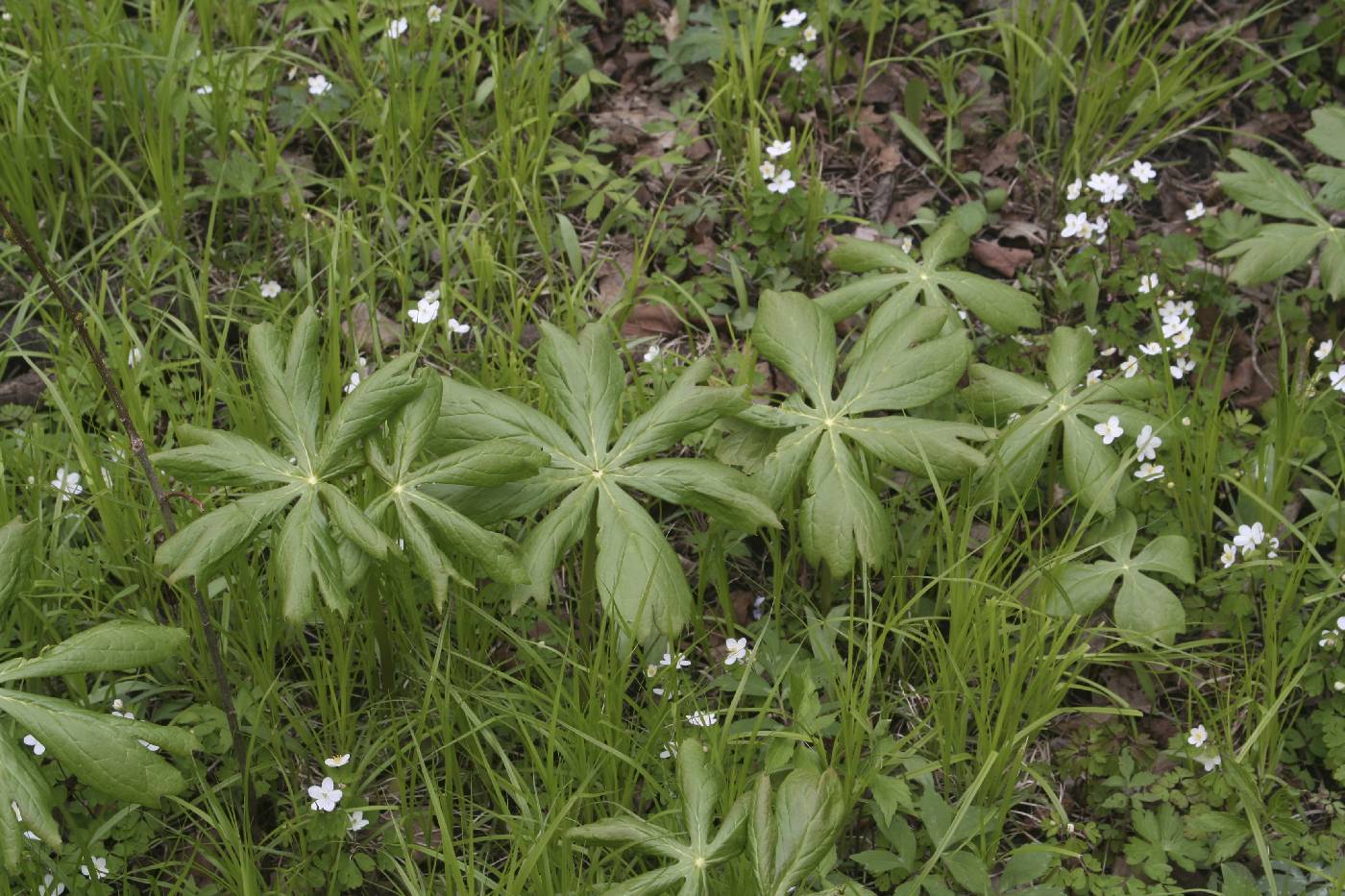 Podophyllum peltatum image