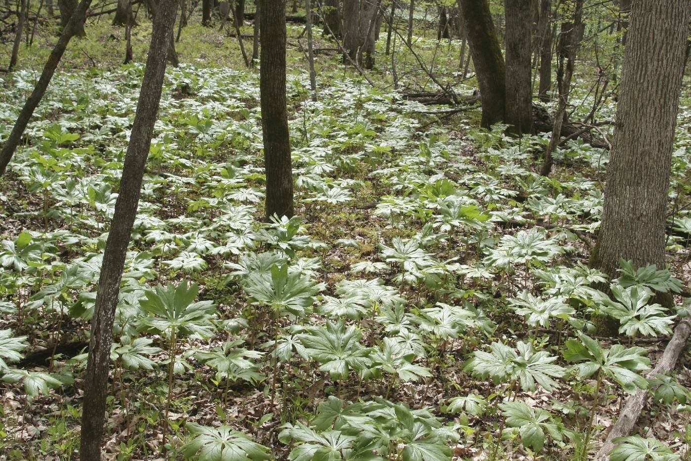 Podophyllum peltatum image