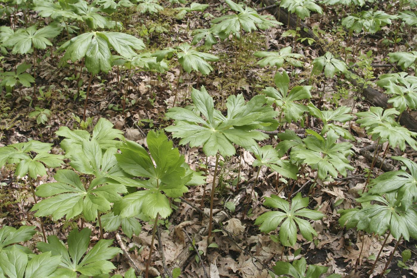 Podophyllum peltatum image