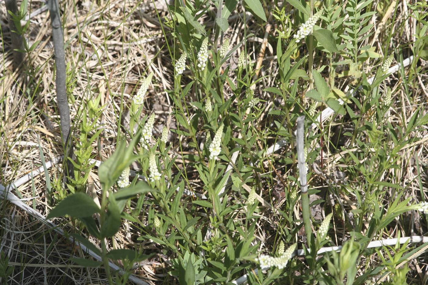Polygala senega image