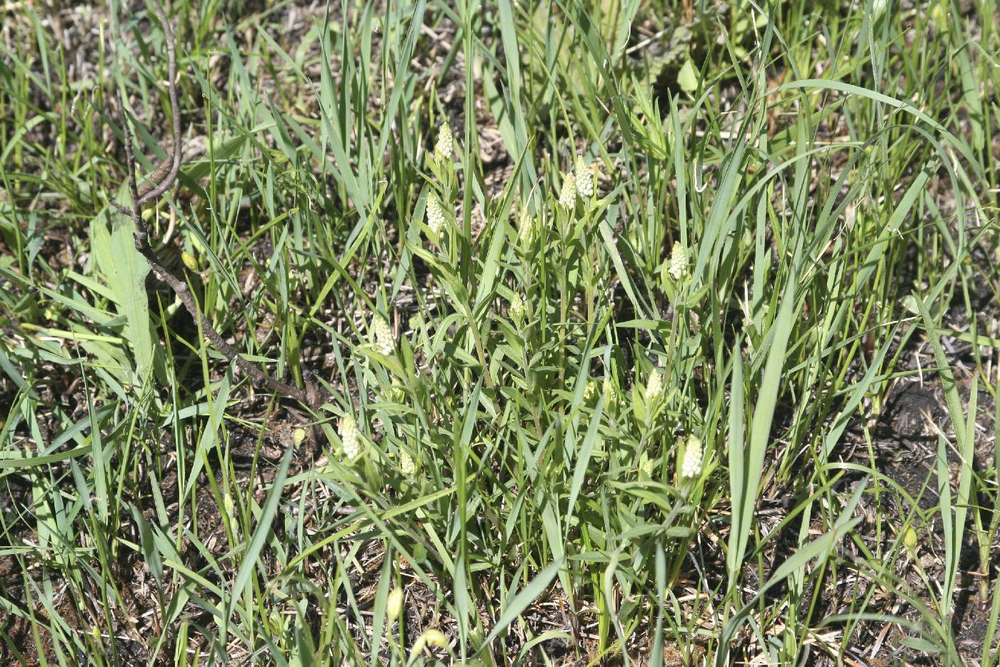 Polygala senega image