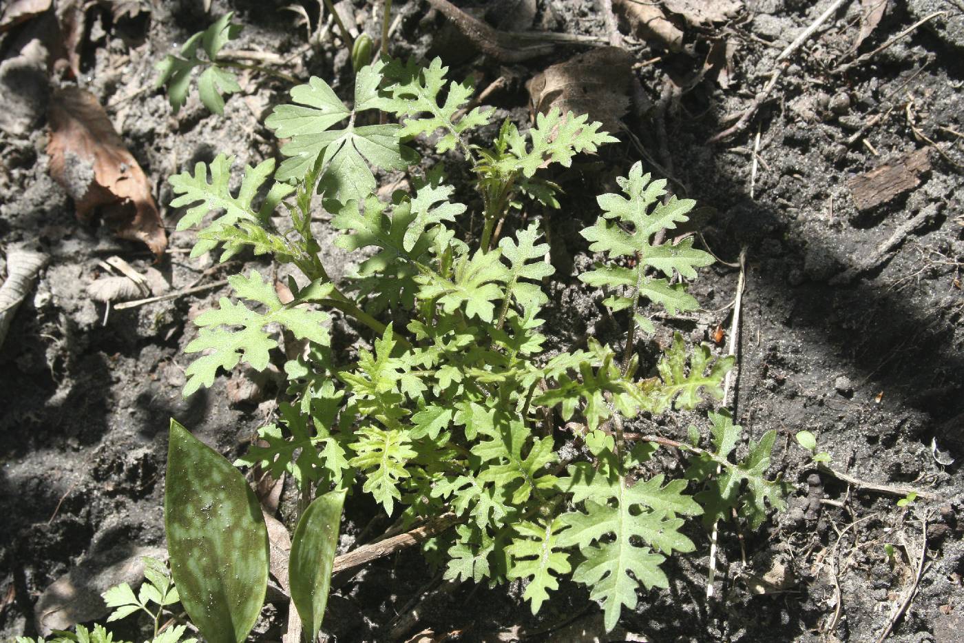 Polymnia canadensis image