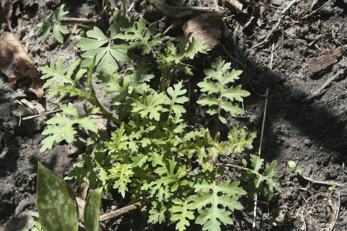 Polymnia canadensis image