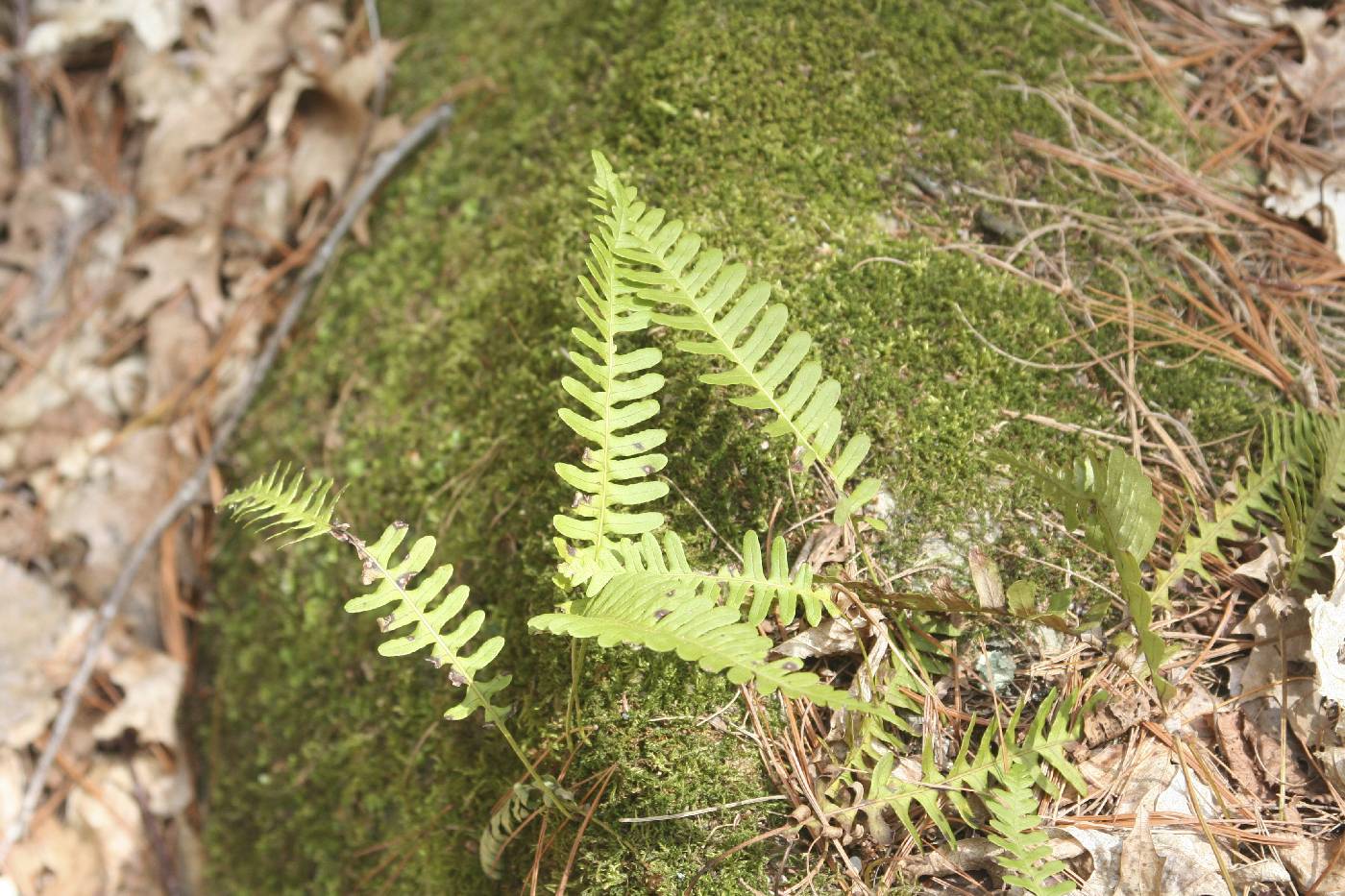 Polypodium virginianum image