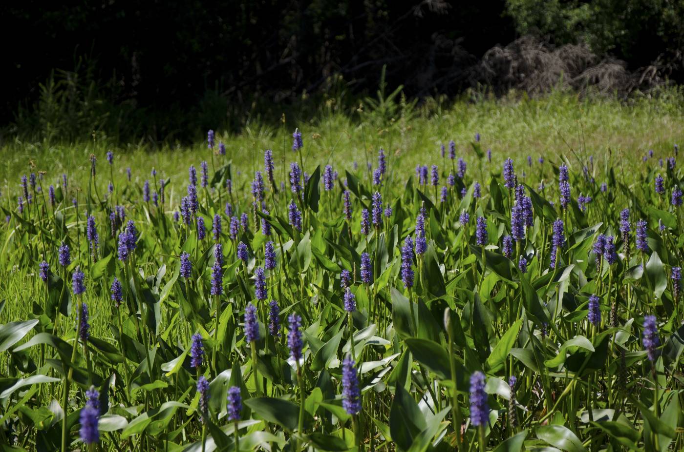 Pontederia cordata image
