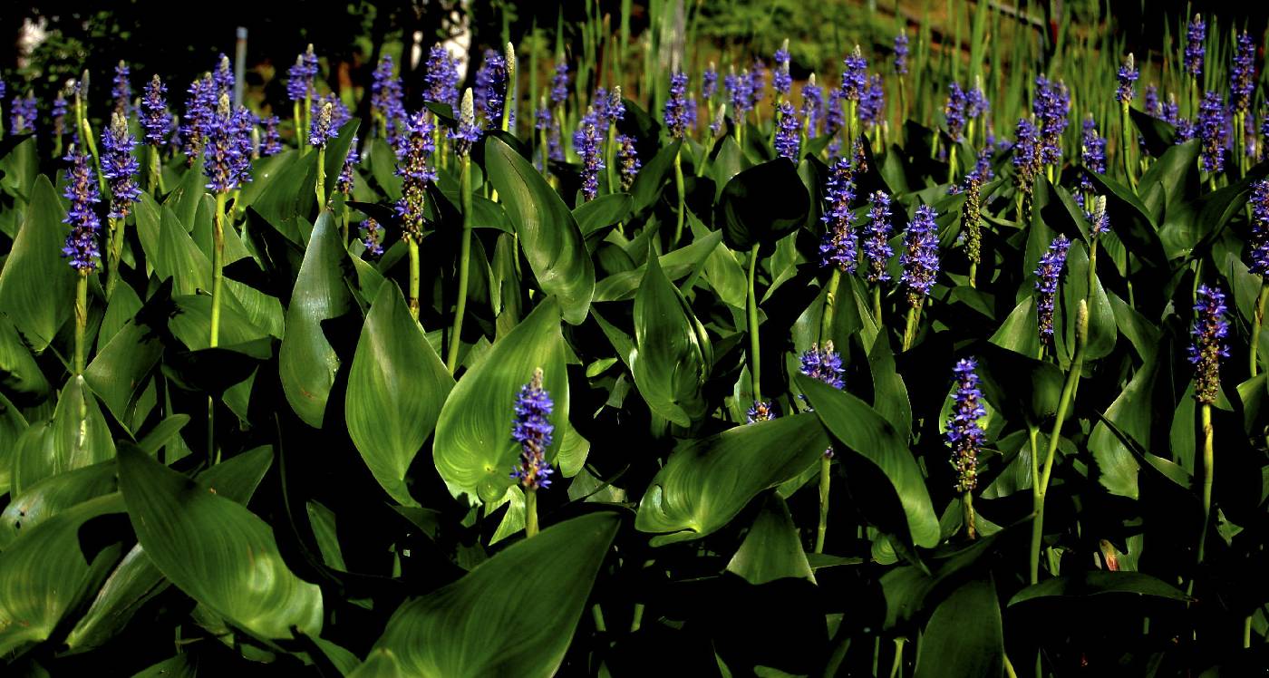 Pontederia cordata image