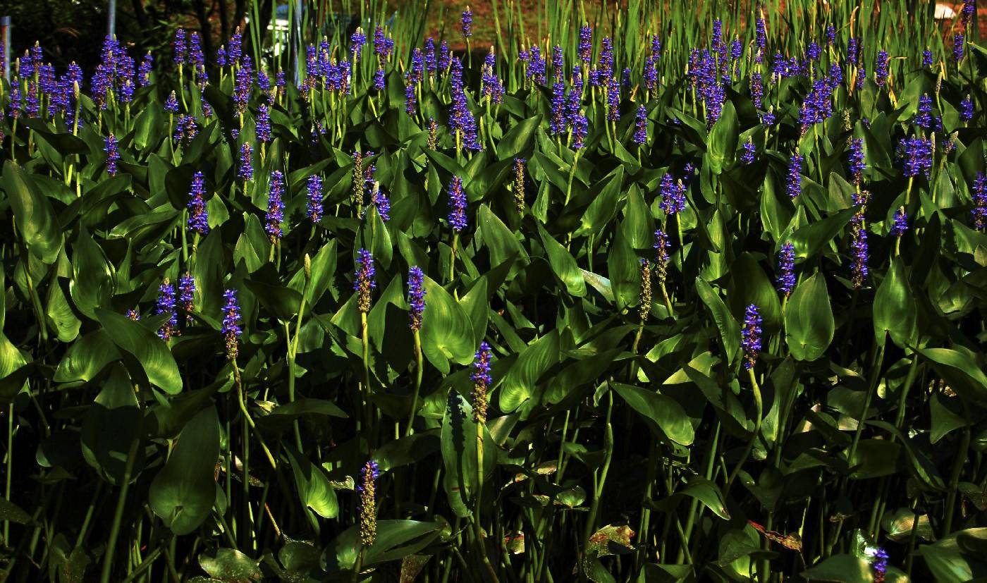 Pontederia cordata image