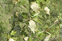 Populus balsamifera image