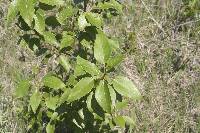 Populus balsamifera image