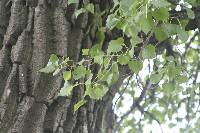 Populus deltoides image