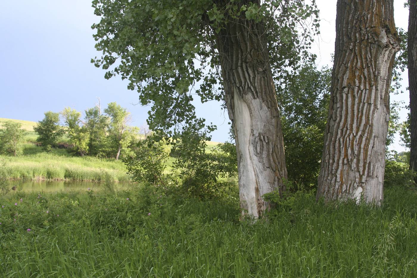 Populus deltoides image