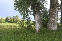 Populus deltoides image