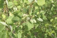 Populus tremuloides image