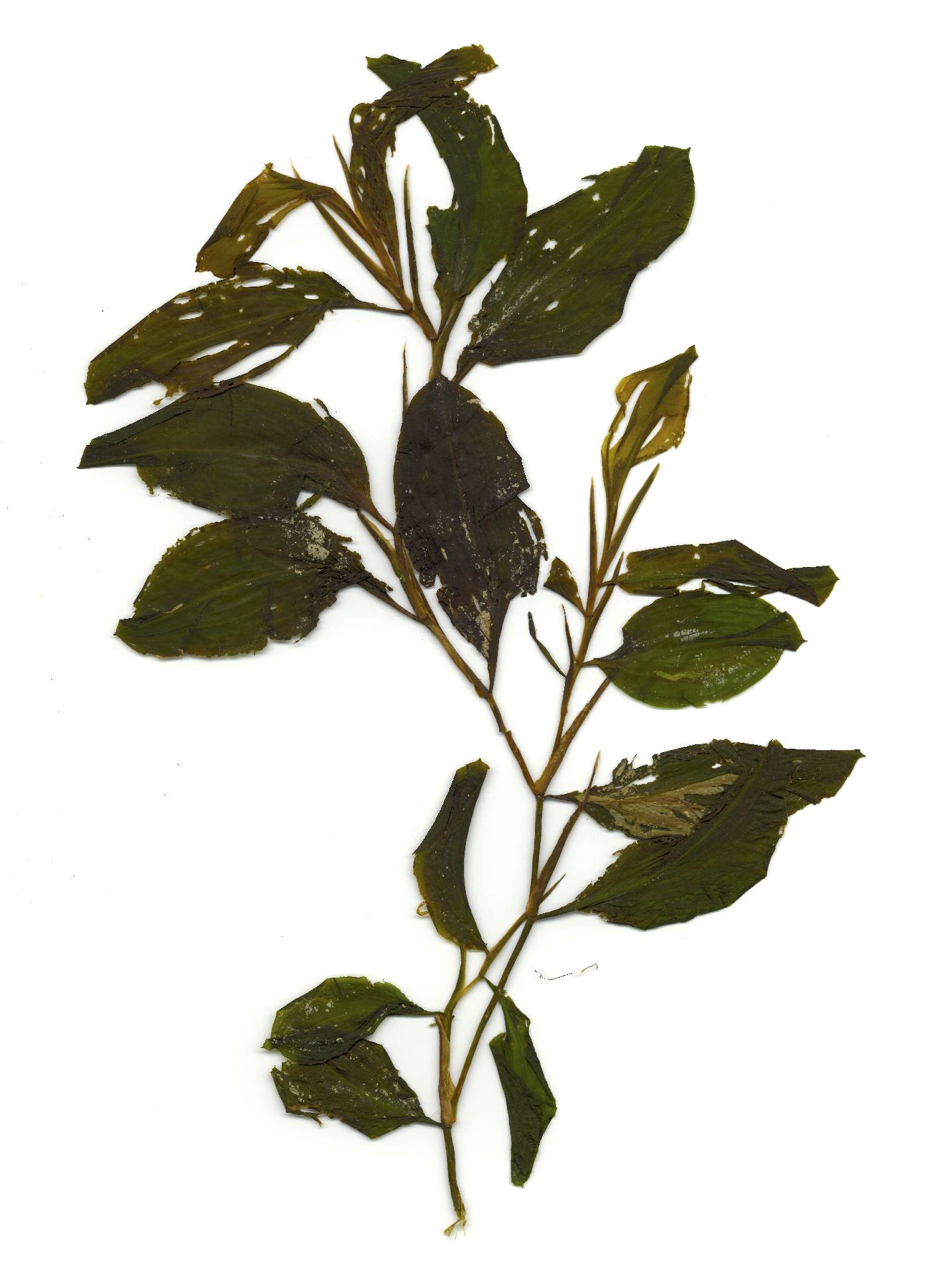 Potamogeton x scoliophyllus image