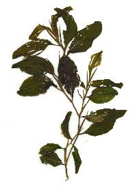 Potamogeton x scoliophyllus image