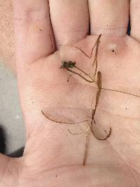 Potamogeton berchtoldii image