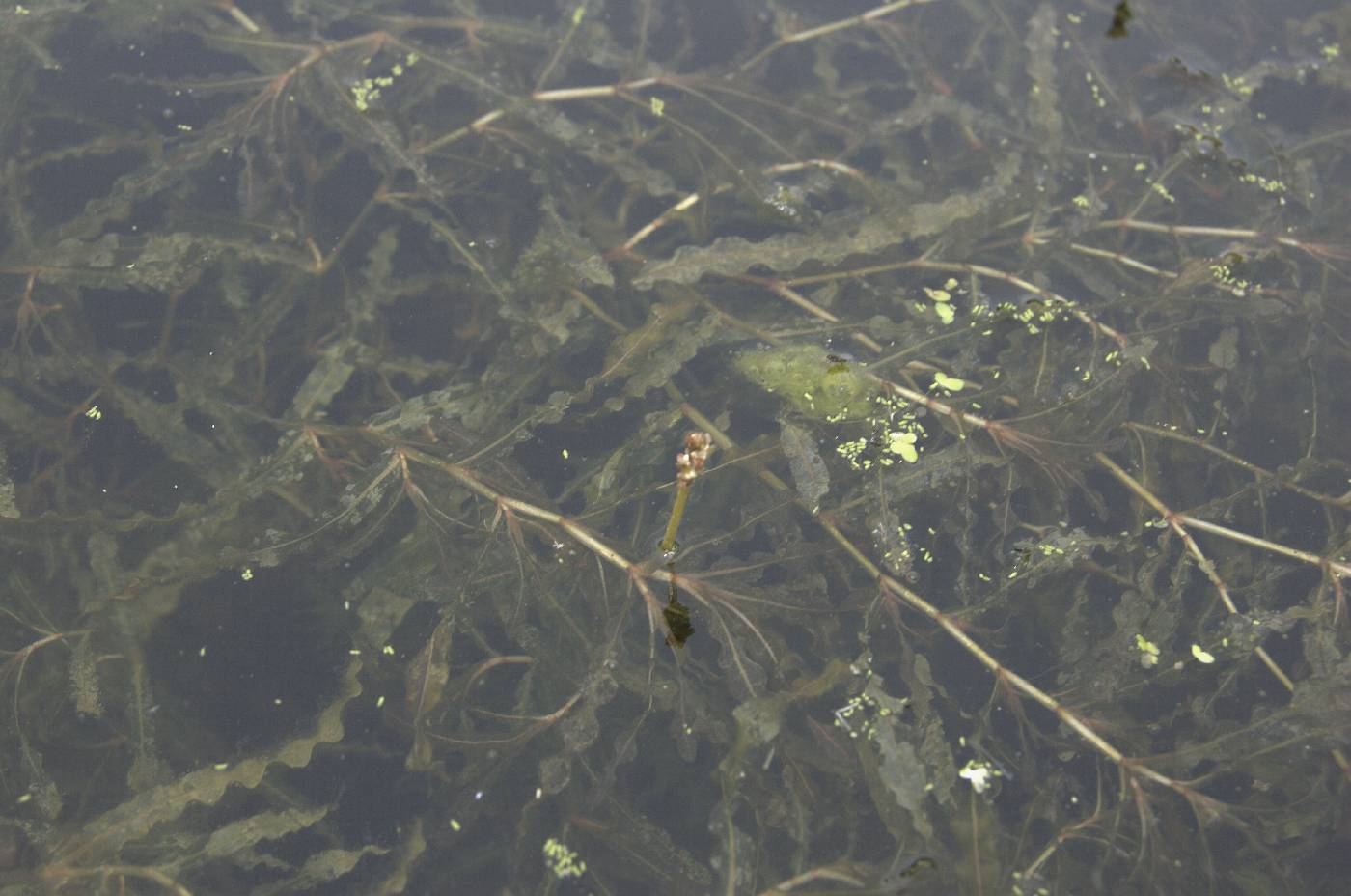 Potamogeton crispus image