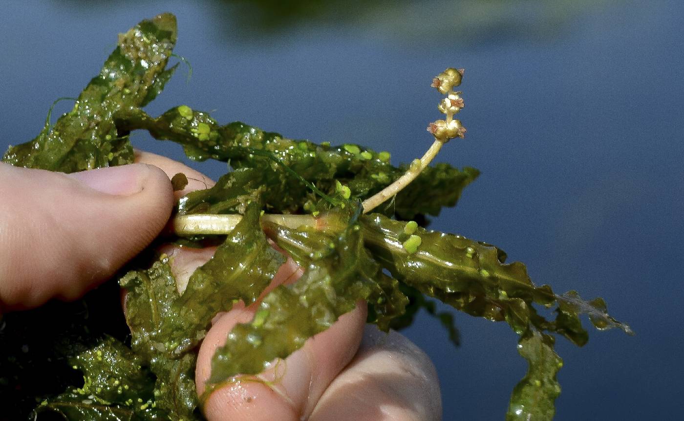 Potamogeton crispus image