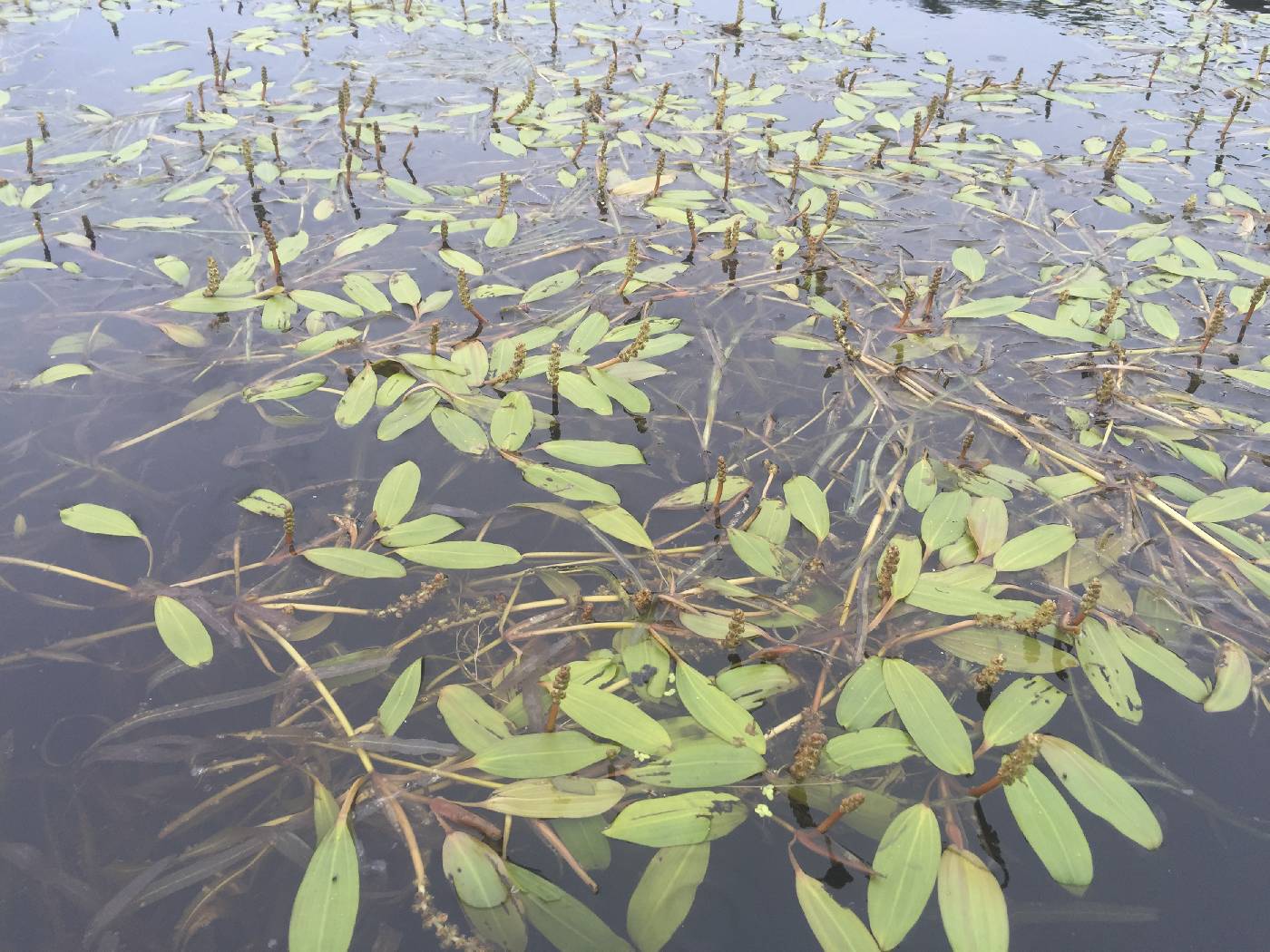 Potamogeton epihydrus image