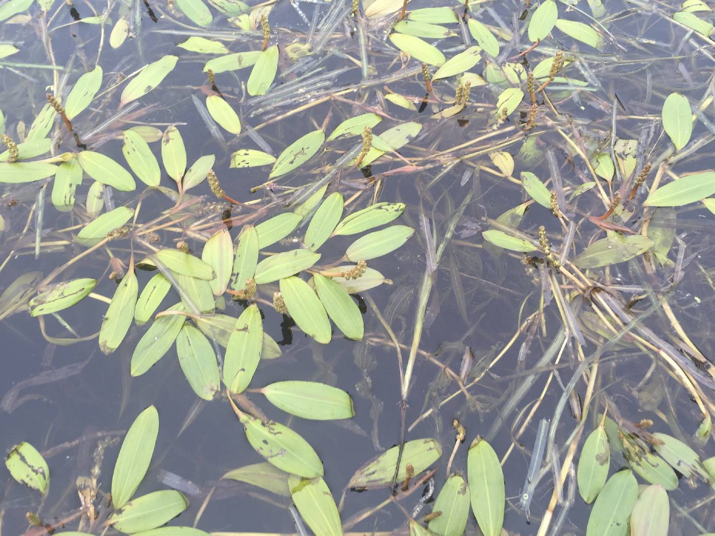 Potamogeton epihydrus image