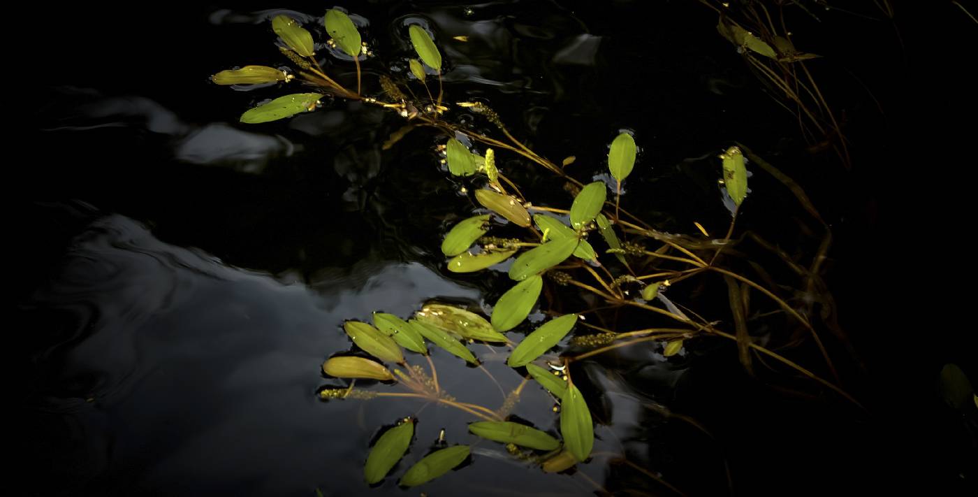Potamogeton epihydrus image