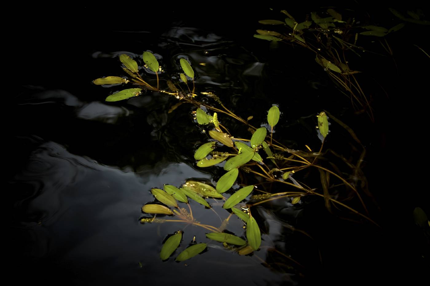 Potamogeton epihydrus image