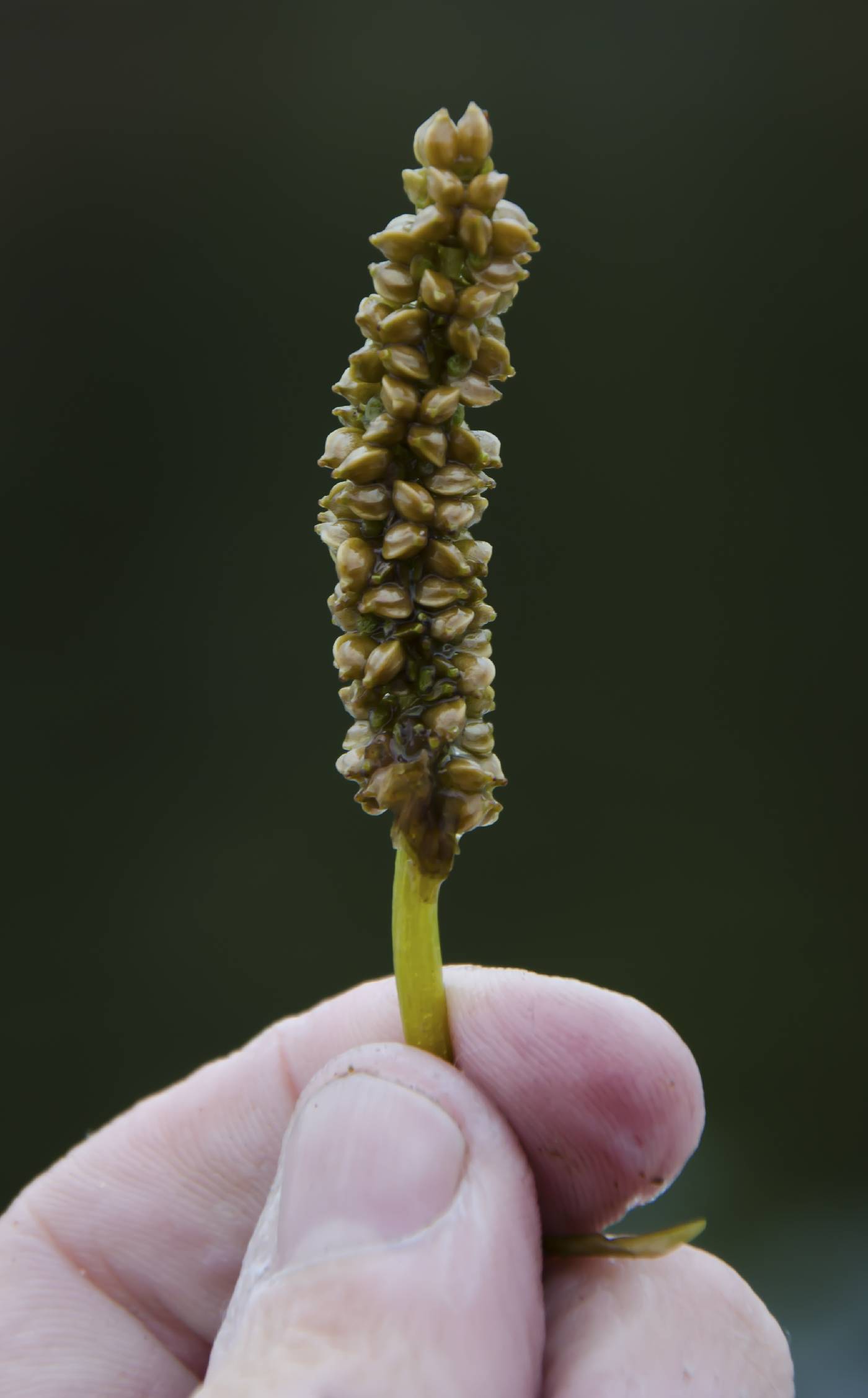 Potamogeton epihydrus image