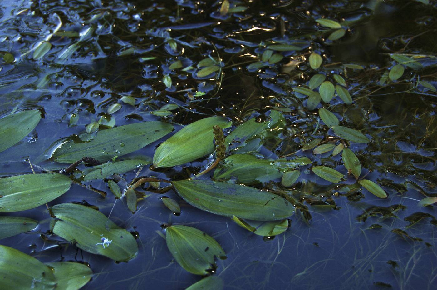 Potamogeton epihydrus image