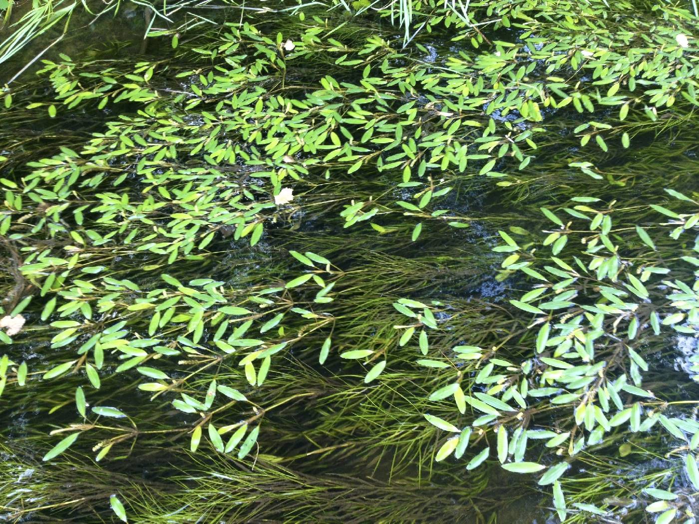 Potamogeton epihydrus image