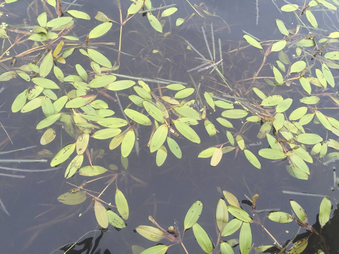 Potamogeton epihydrus image