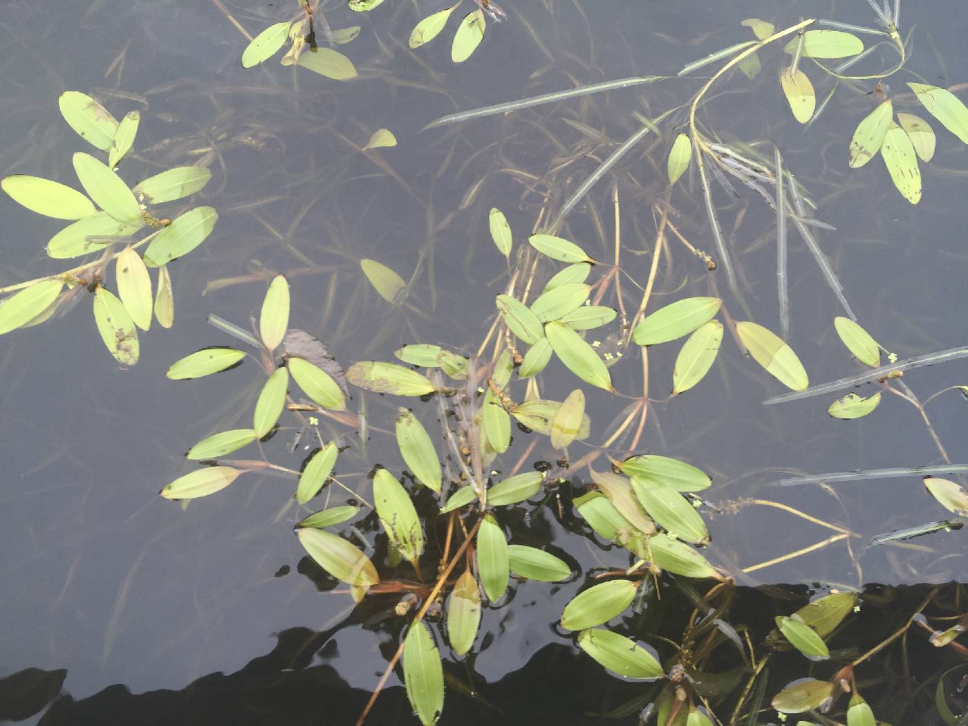 Potamogeton epihydrus image