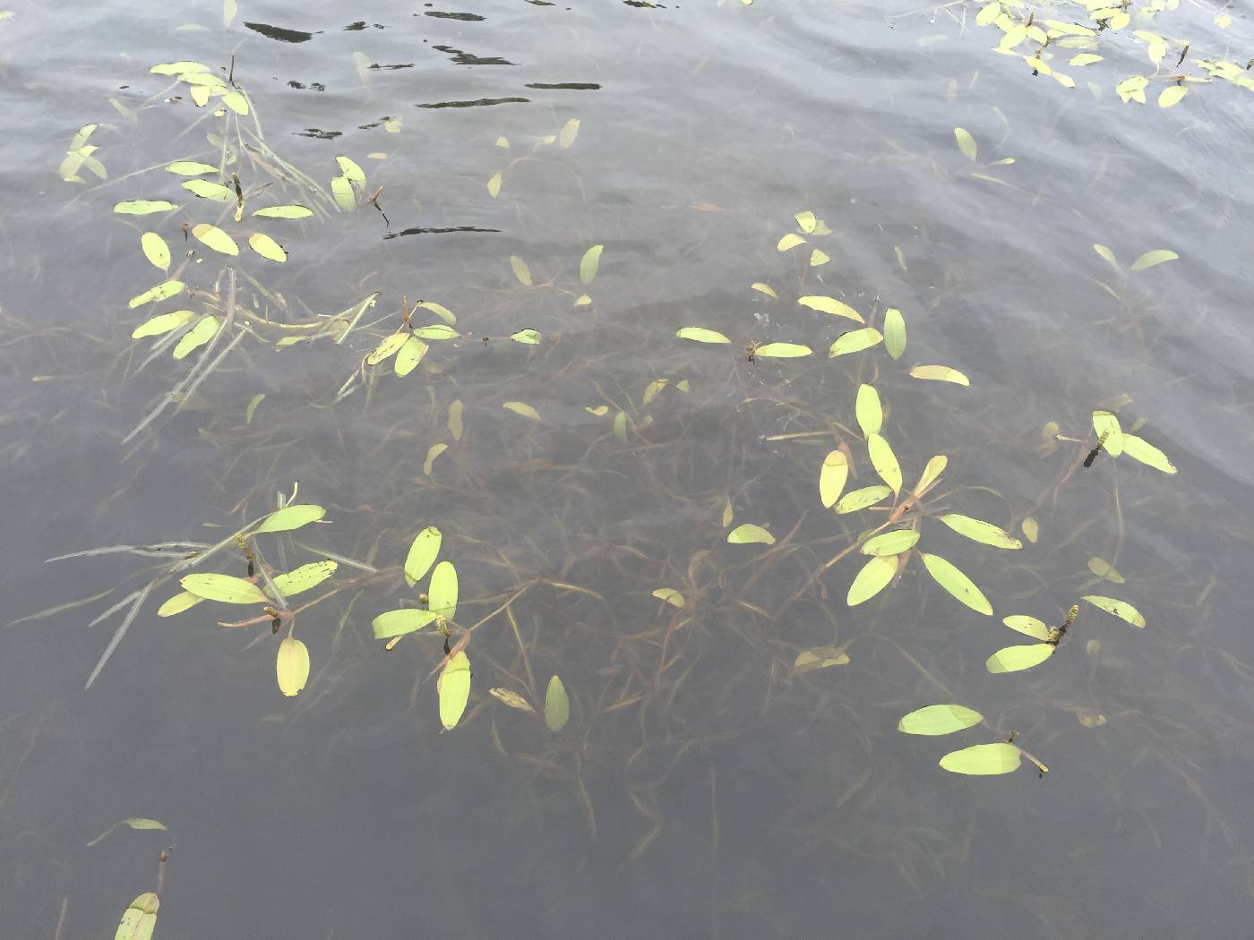 Potamogeton epihydrus image