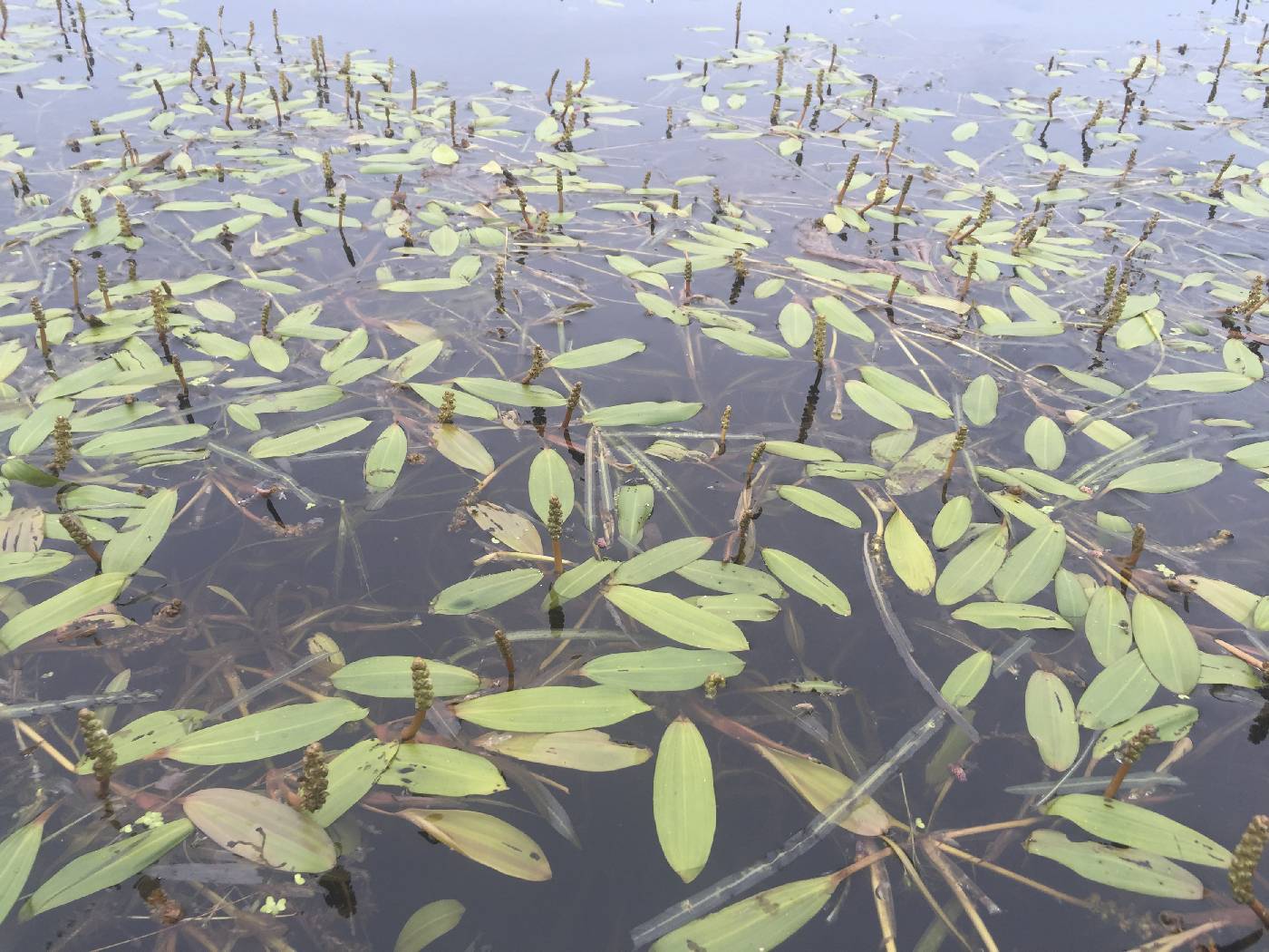 Potamogeton epihydrus image