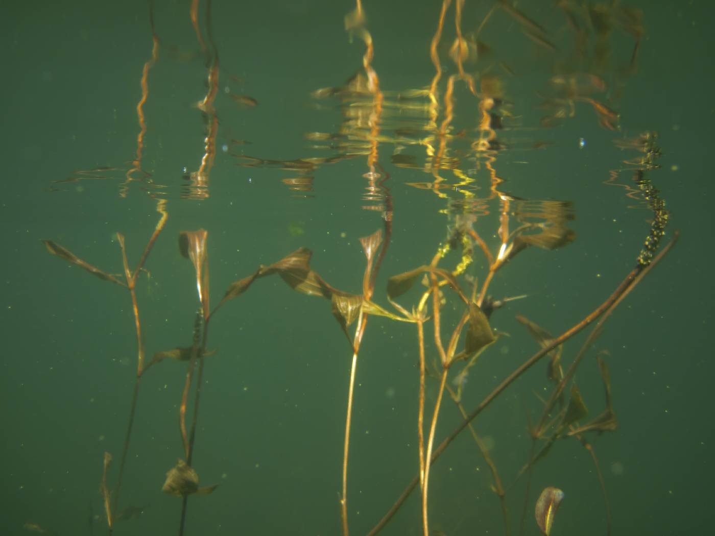 Potamogeton gramineus image